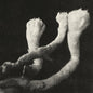 Unterhaltungen Mit Larven Und Uberresten [LP+7"]