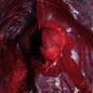 Not Here Not Gone [LP] (Transparent Red Vinyl)