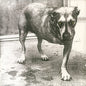 Alice In Chains - Alice In Chains (30th Anniversary) - LP