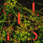 Cults - Host - LP